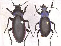 Attēlu rezultāti vaicājumam “Carabus violaceus”
