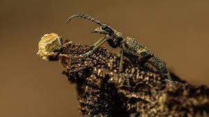 Attēlu rezultāti vaicājumam “Bolitophagus reticulatus imago”
