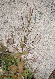Attēlu rezultāti vaicājumam “Epilobium montanum flower”