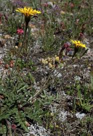 Attēlu rezultāti vaicājumam “Leontodon hispidus”