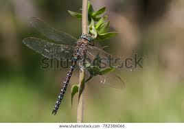 Attēlu rezultāti vaicājumam “Aeshna juncea”