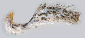 Attēlu rezultāti vaicājumam “Nycteola degenerana”