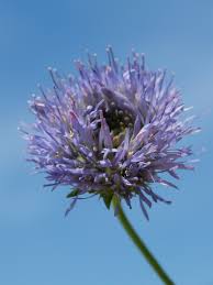 Attēlu rezultāti vaicājumam “Jasione montana”