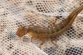 Attēlu rezultāti vaicājumam “Dytiscus sp. larva”