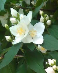 Attēlu rezultāti vaicājumam “Philadelphus lemoinei flower”