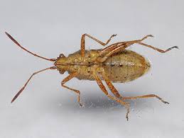 Attēlu rezultāti vaicājumam “Rhopalus maculatus imago”