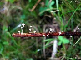 Attēlu rezultāti vaicājumam “Hymenoscyphus sp.”