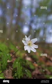 Attēlu rezultāti vaicājumam “Anemone nemorosa flower”