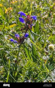 Attēlu rezultāti vaicājumam “Dracocephalum ruyschiana leaf”