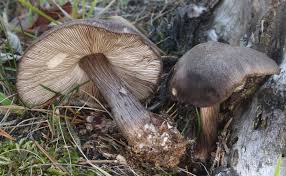 Attēlu rezultāti vaicājumam “Pluteus umbrosus”