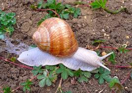 Attēlu rezultāti vaicājumam “Helix pomatia”