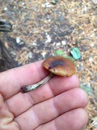 Attēlu rezultāti vaicājumam “Galerina marginata”