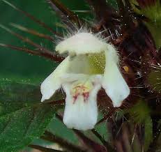 Attēlu rezultāti vaicājumam “Galeopsis tetrahit flower”