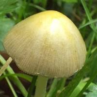 Attēlu rezultāti vaicājumam “Bolbitius vitellinus”