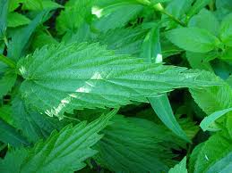 Attēlu rezultāti vaicājumam “Urtica dioica leaf”