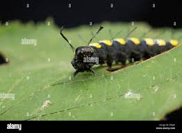 Attēlu rezultāti vaicājumam “Acronicta alni”