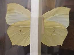 Attēlu rezultāti vaicājumam “Gonepteryx rhamni upperside”