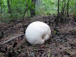 Attēlu rezultāti vaicājumam “Langermania gigantea”