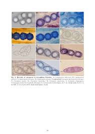 Attēlu rezultāti vaicājumam “Octospora splachnophila spores”