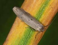 Attēlu rezultāti vaicājumam “Pelosia muscerda”