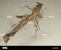 Attēlu rezultāti vaicājumam “Platyptilia sp.”