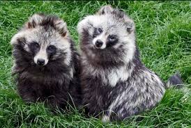 Attēlu rezultāti vaicājumam “Nyctereutes procyonoides”