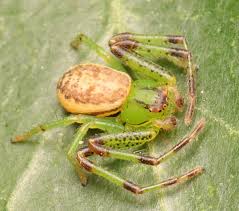 Attēlu rezultāti vaicājumam “Diaea dorsata”