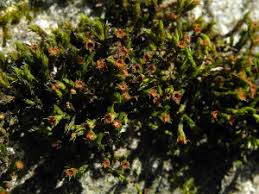 Attēlu rezultāti vaicājumam “Schistidium dupretii”