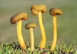 Attēlu rezultāti vaicājumam “Leotia lubrica”