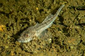 Image result for Myoxocephalus quadricornis