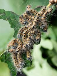 Attēlu rezultāti vaicājumam “Phalera bucephala larva”