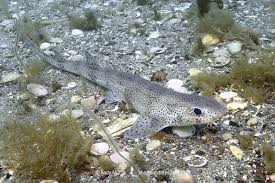 Image result for Scyliorhinus canicula