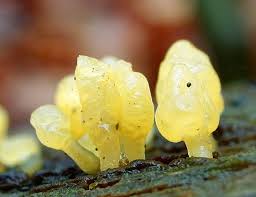 Attēlu rezultāti vaicājumam “Calocera glossoides”