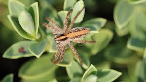 Attēlu rezultāti vaicājumam “Pisaura mirabilis female”