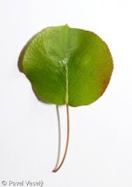 Attēlu rezultāti vaicājumam “Pyrus pyraster leaf”
