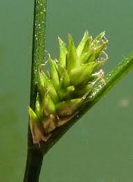 Attēlu rezultāti vaicājumam “Carex remota”