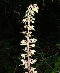 Attēlu rezultāti vaicājumam “Epipactis helleborine fruit”