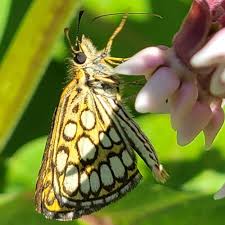Attēlu rezultāti vaicājumam “Heteropterus morpheus underside”