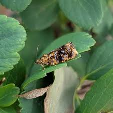 Attēlu rezultāti vaicājumam “Celypha siderana”