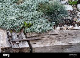 Image result for cerastium tomentosum