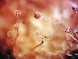 Attēlu rezultāti vaicājumam “Clastoderma debaryanum macro”