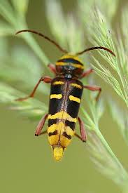 Attēlu rezultāti vaicājumam “Plagionotus detritus”