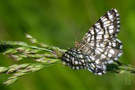 Attēlu rezultāti vaicājumam “Chiasmia clathrata”