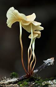 Attēlu rezultāti vaicājumam “Collybia sp.”