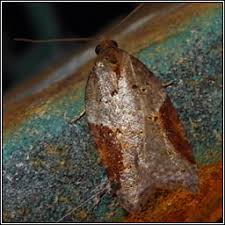 Attēlu rezultāti vaicājumam “Acleris laterana”