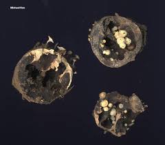 Attēlu rezultāti vaicājumam “Hymenoscyphus fructigenus var. coryli”