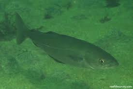 Image result for Pollachius virens