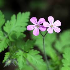 Attēlu rezultāti vaicājumam “Geranium robertianum flower”