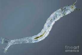 Attēlu rezultāti vaicājumam “Chironomidae”