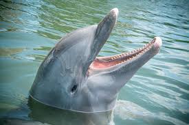 Image result for Tursiops truncatus